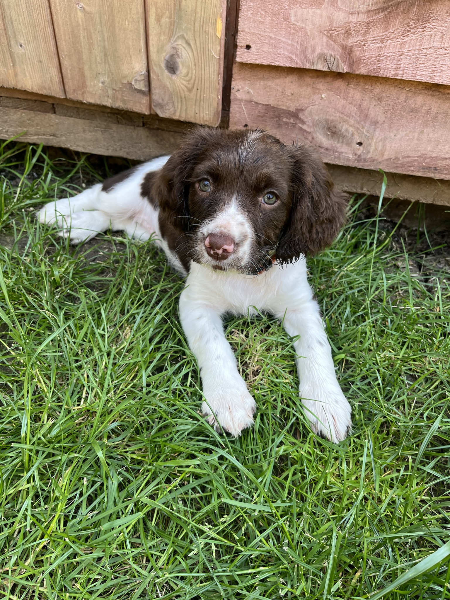 Puppy classes